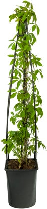 Wilde wingerd (Parthenocissus 'Engelmannii') D 23 H 117 cm