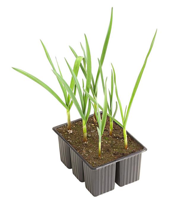 Knoblauch, 6er Schale