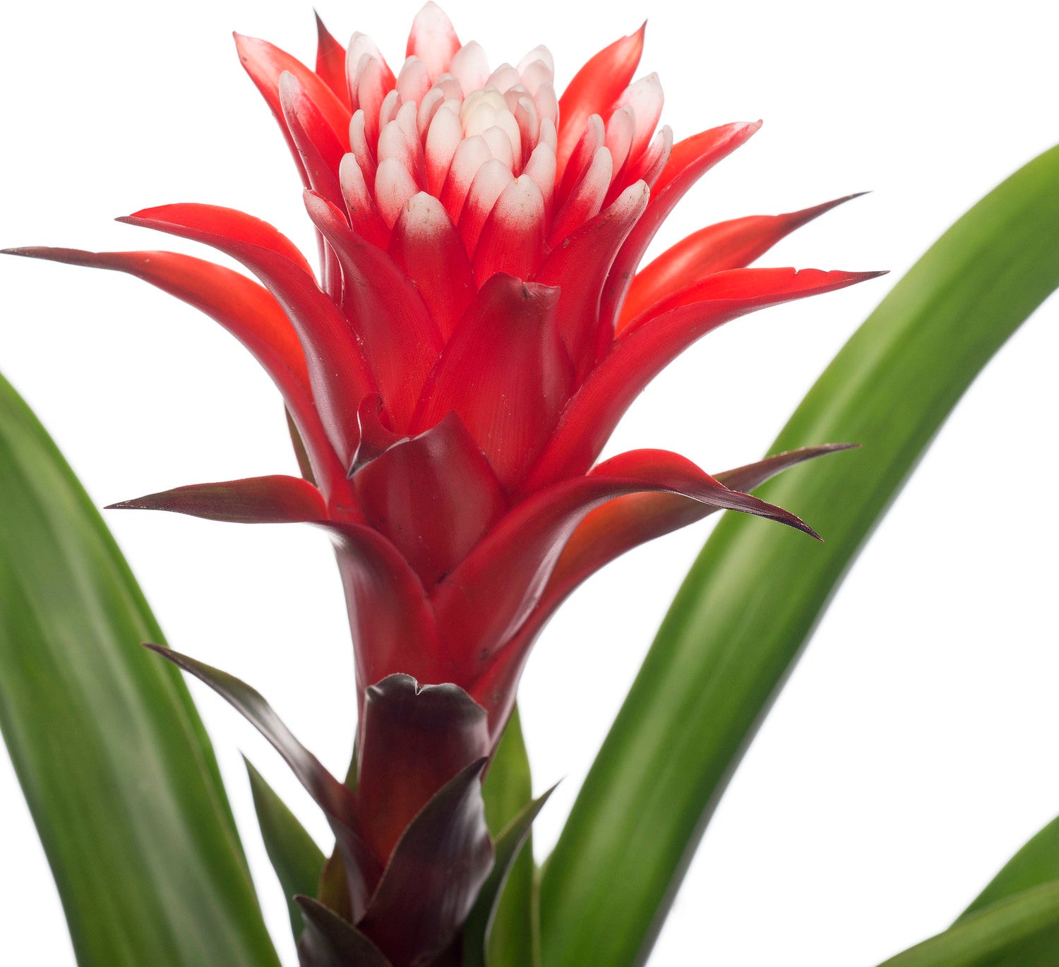 Bromelia (Guzmania 'Hope') D 12 H 45 cm