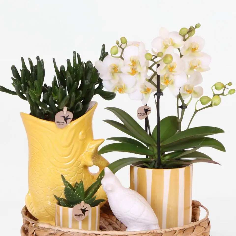 Cadeauset orchidee 'Yellow XL' - Phalaenopsis - Hoogte 35cm