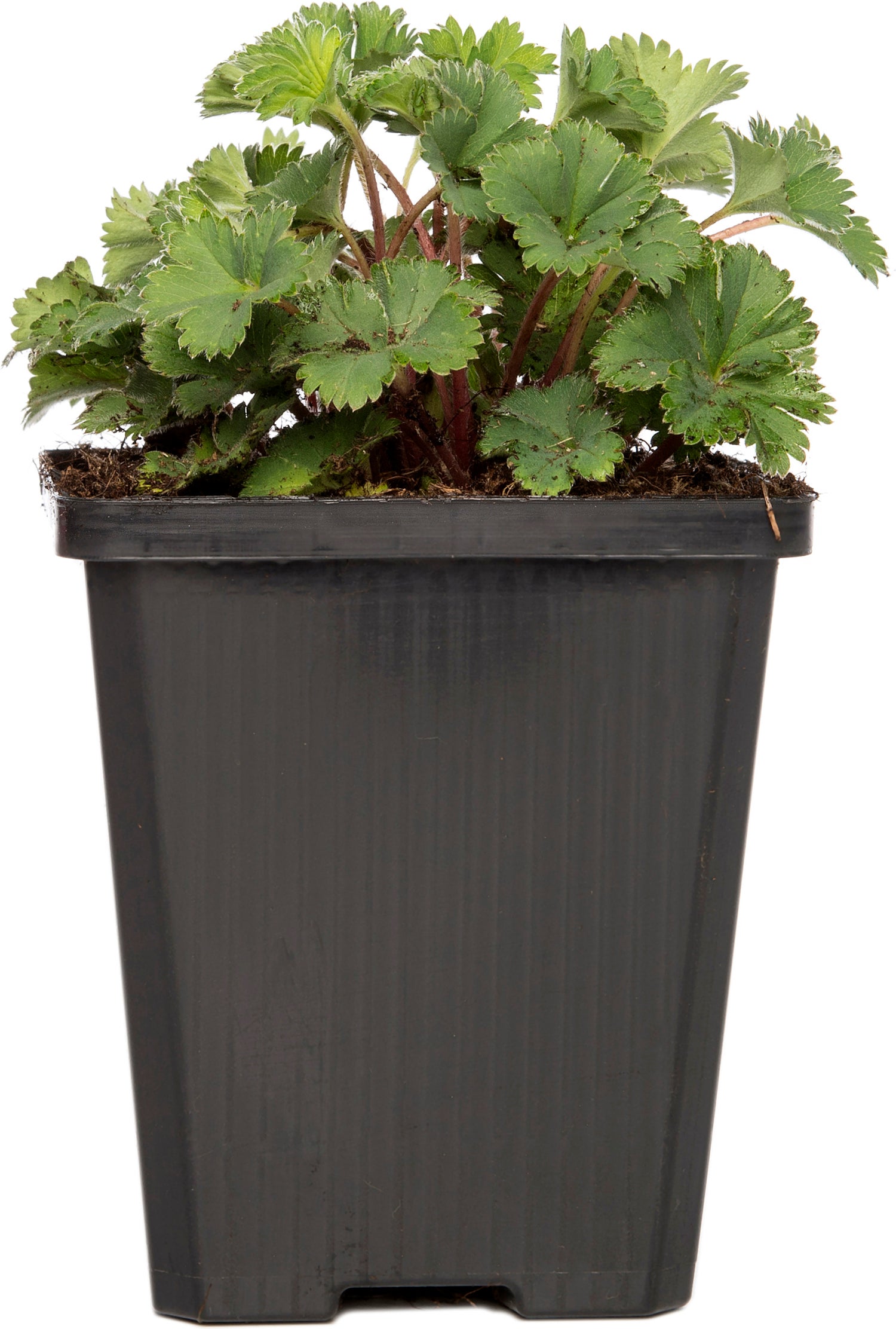 Vrouwenmantel (Alchemilla vulgaris) D 9 H 10 cm
