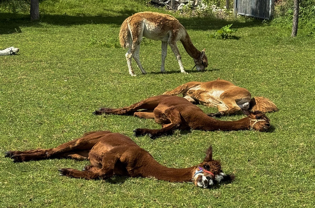 Alpaka Auszeit Übersee