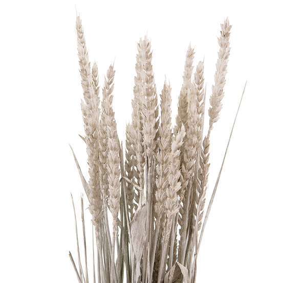 Bouquet épis de blé séchés Longueur : 60/65cm - 100gr