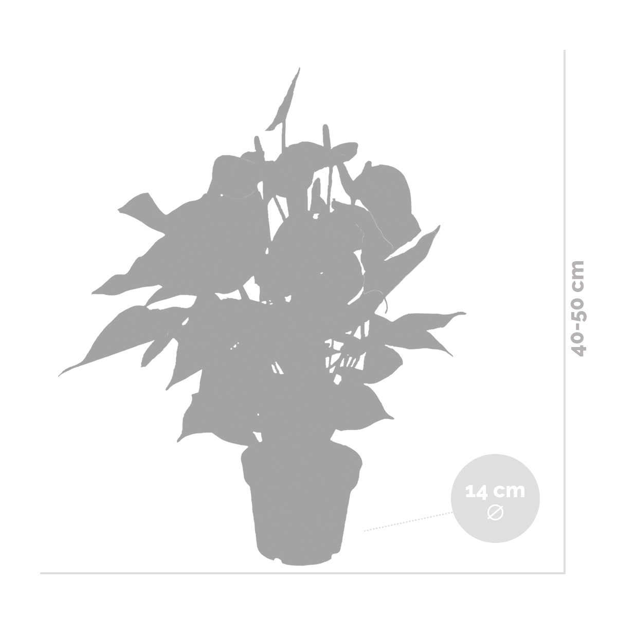 2x anthurium 'aristo' blanc - plante flamingo - facile d'entretien - ⌀14 cm - ↕45-55 cm