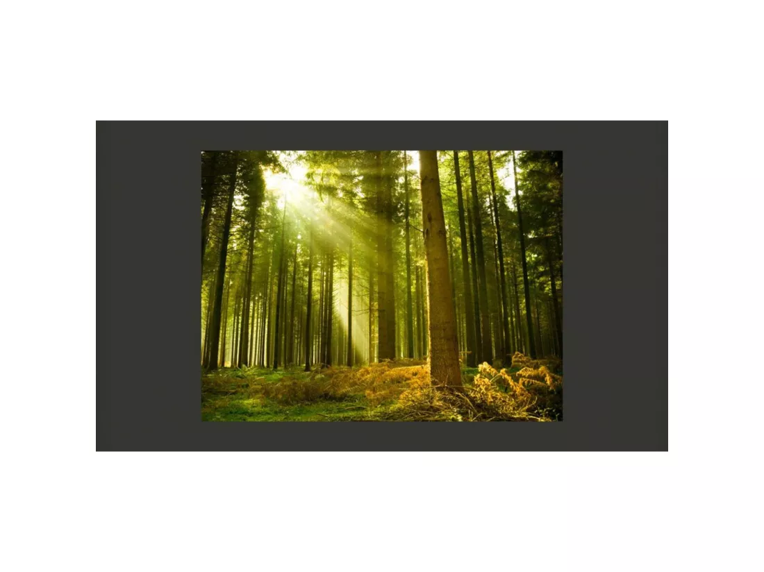 Papier peint forêt de pins - 350 x 270 cm
