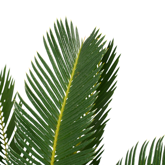 Palmier, Cycas Revoluta - pot D21cm