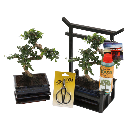 Kit Bonsai DIY