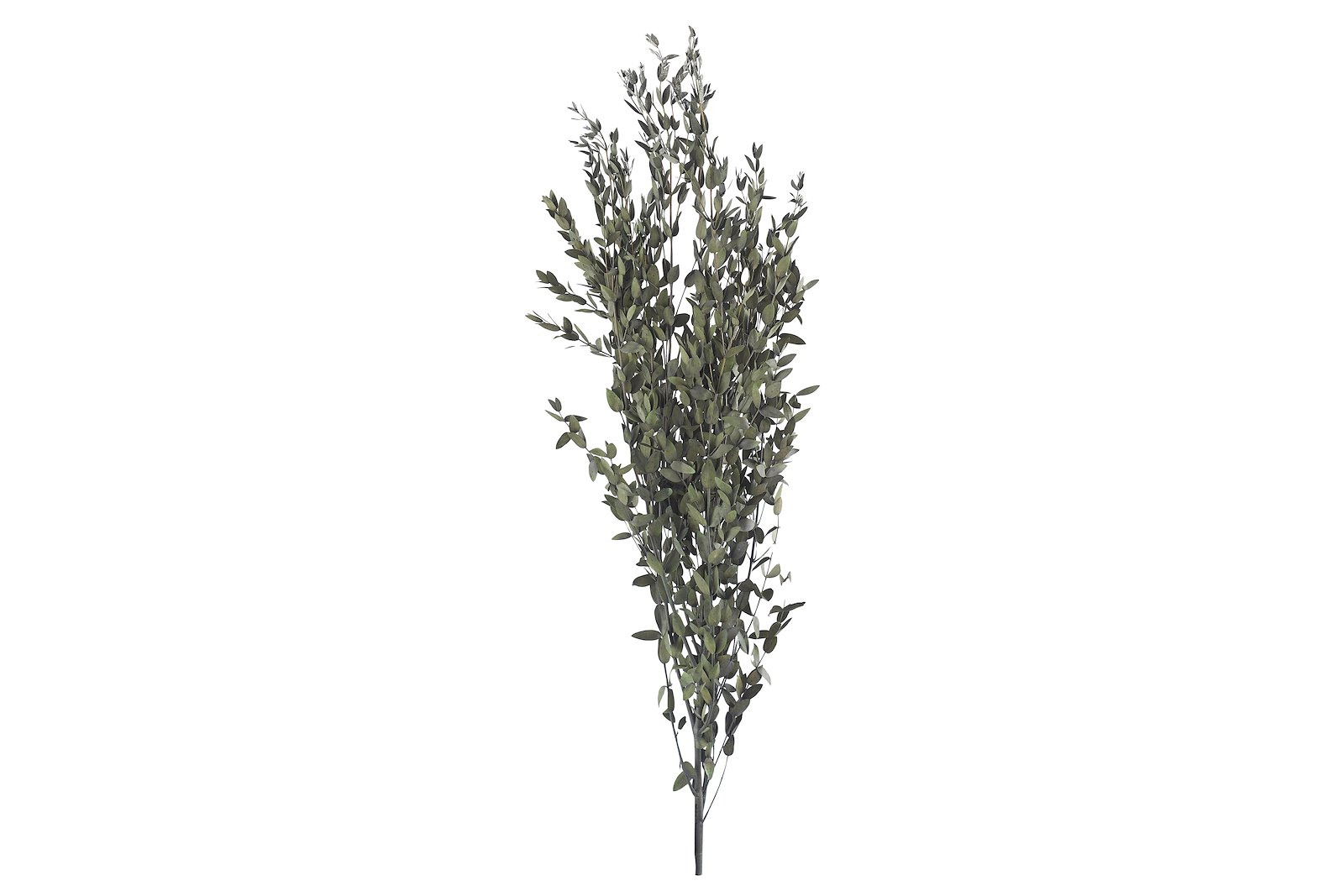 Eucalyptus tørkede blomster Grønn H50-80 cm