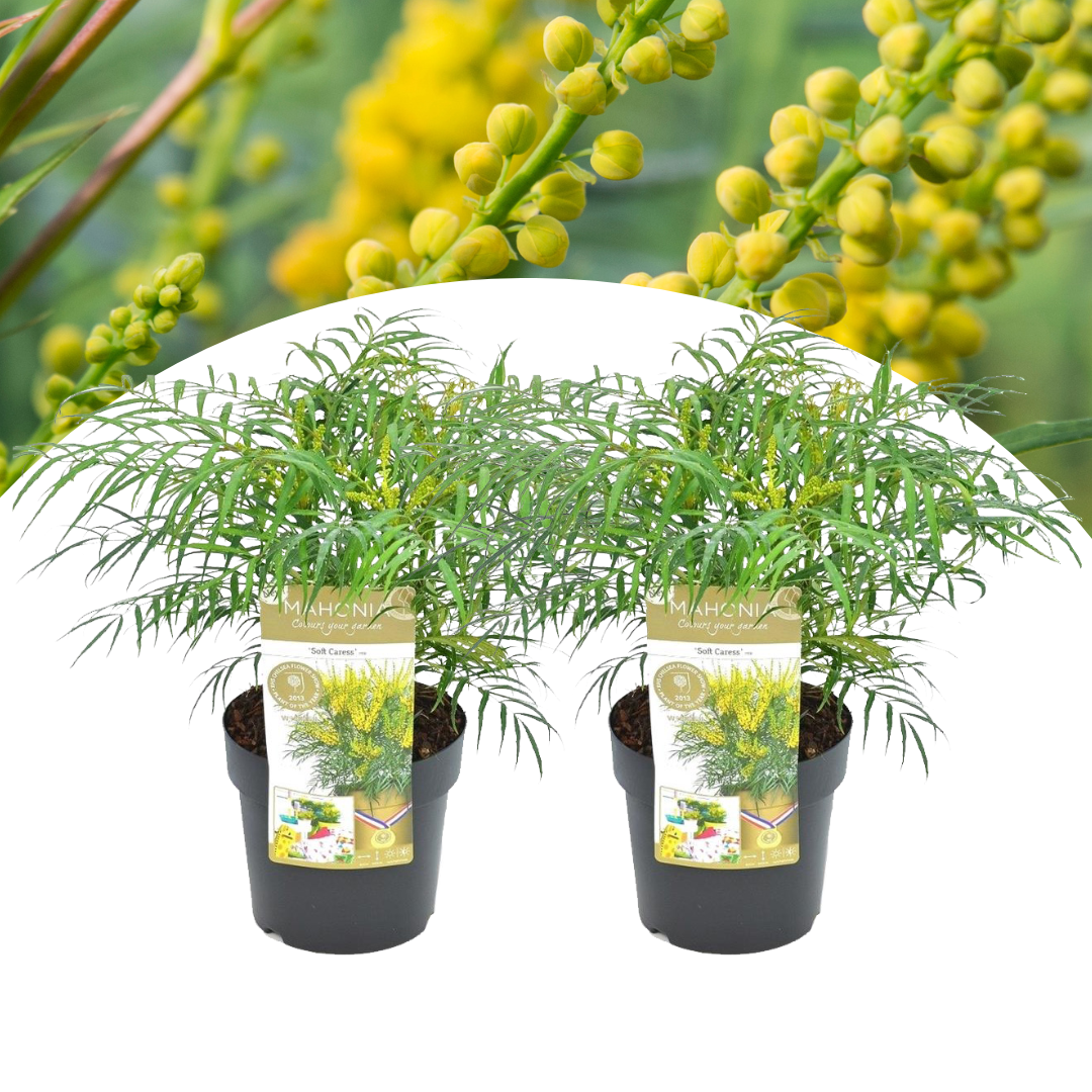 Mahonia soft caress - set de 2 - rustique -12°c - pot 13cm - hauteur 30-40cm