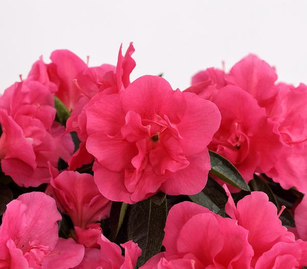 Zimmerazalee - Rhododendron simsii
