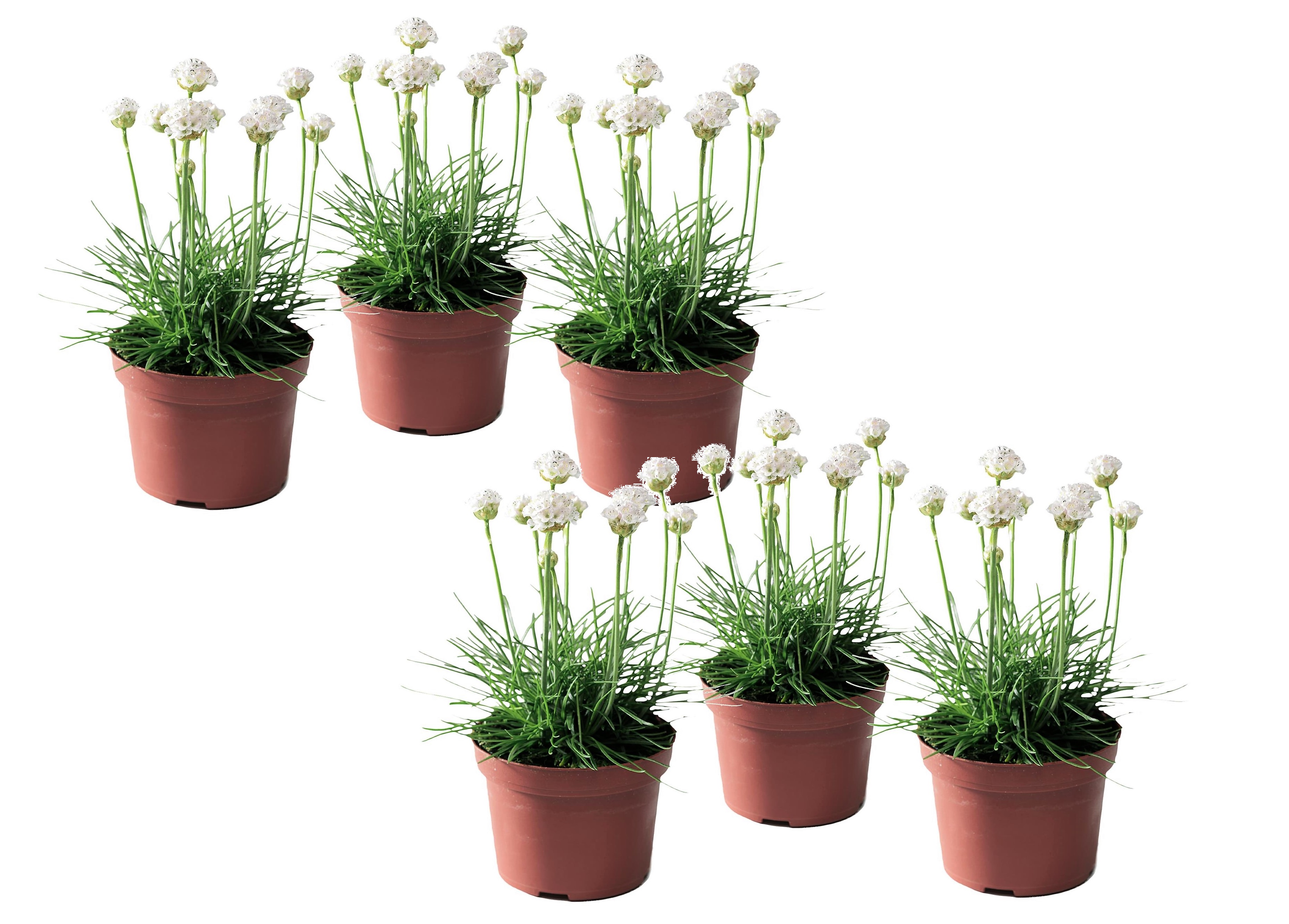 Armeria maritima - set de 6 - jardin blanches - pot 12cm - hauteur 20-30cm