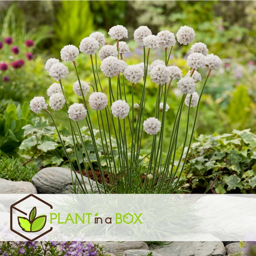 Armeria maritima - set de 6 - jardin blanches - pot 12cm - hauteur 20-30cm