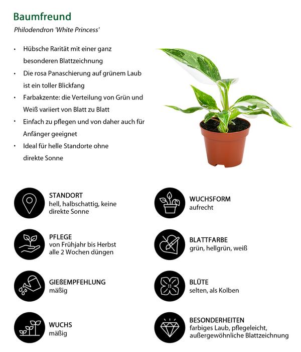 Zimmerpflanzen-Set Urban Jungle, 3-teilig