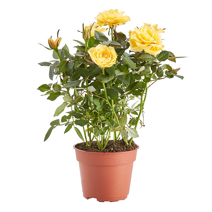 Rosier d'intérieur, assortiment, 10,5cm