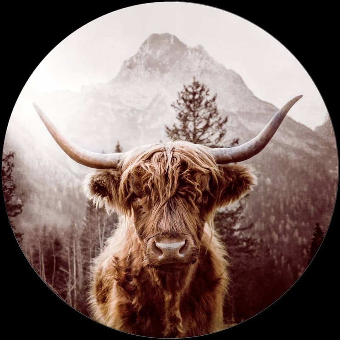 Scottish Highland Cattle