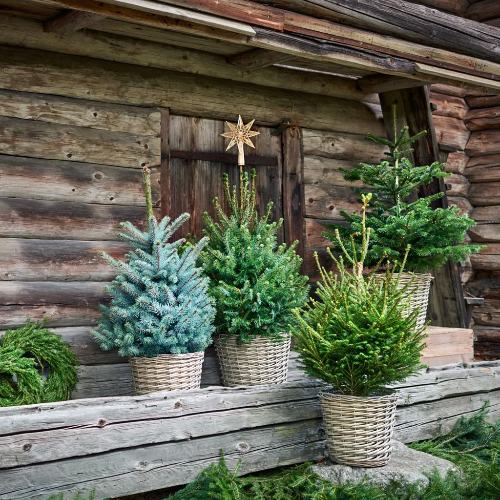 Abies nordmanniana Edelgran i potte Høyde 80 cm