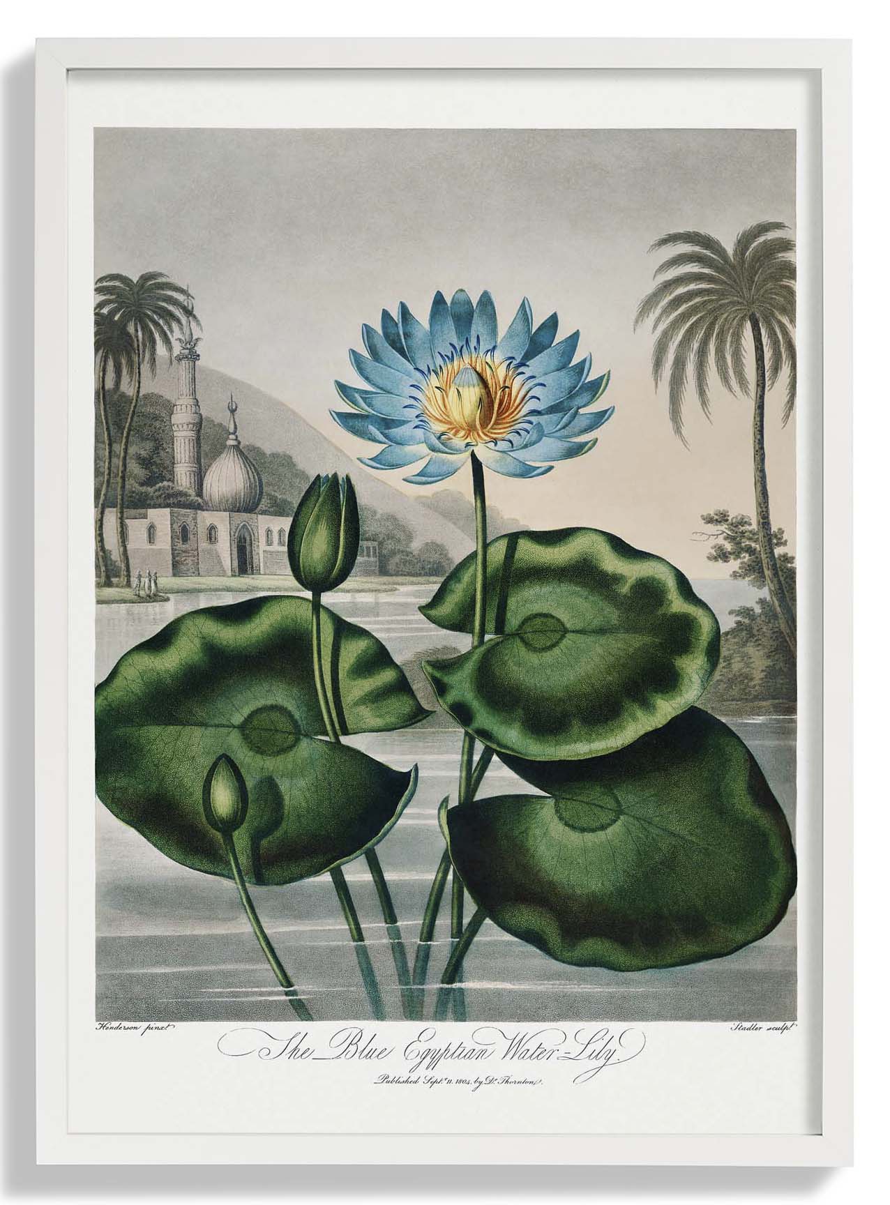 Blumendruck Ägyptische Seerose Tempel der Flora