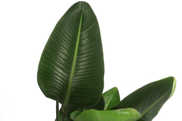 Weiße Strelitzie - Strelitzia alba
