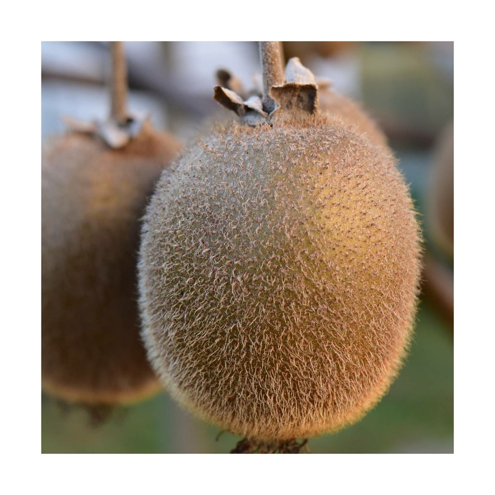 Kiwi chinensis monty (femelle)/actinidia chinensis monty (femelle)[-]pot de 3l - 60/120 cm