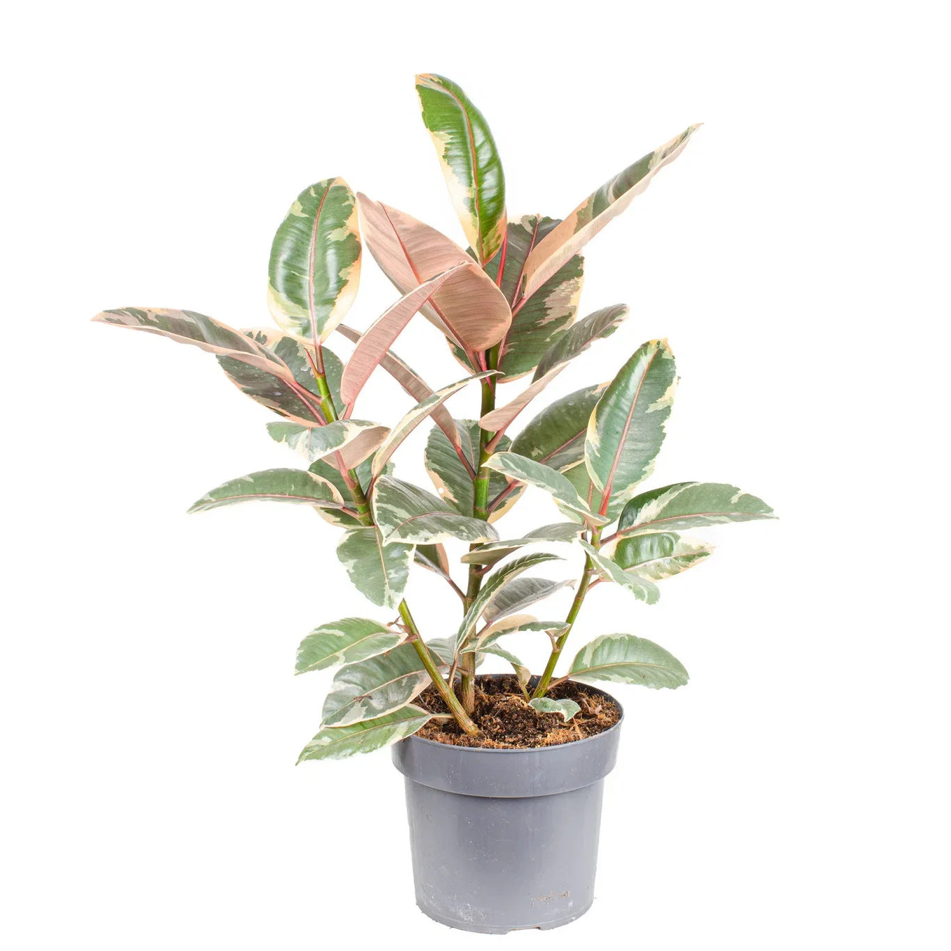 Ficus elastica 'Ruby' Gummifiken 'Ruby' Høyde 80 cm
