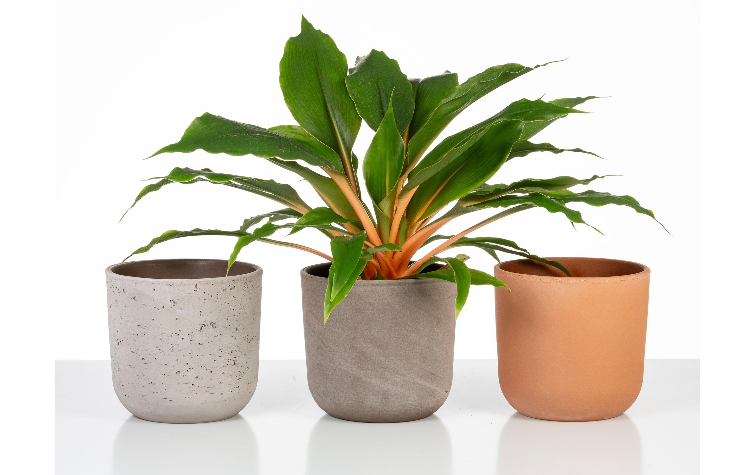 Scheurich Blumentopf »Travertino 981«