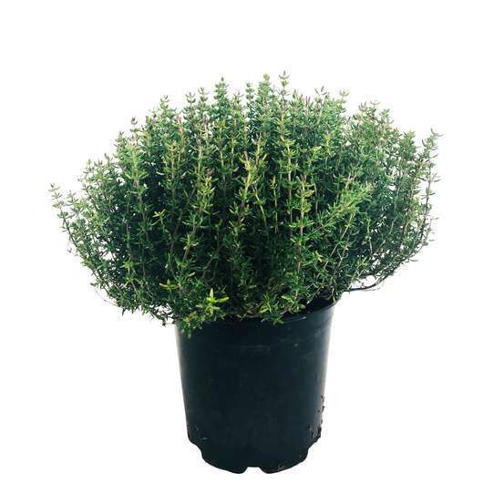 Plant de thym commun : pot de 1 litre