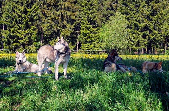 Husky Sommercamp mit Outdoor-Übernachtung für 2