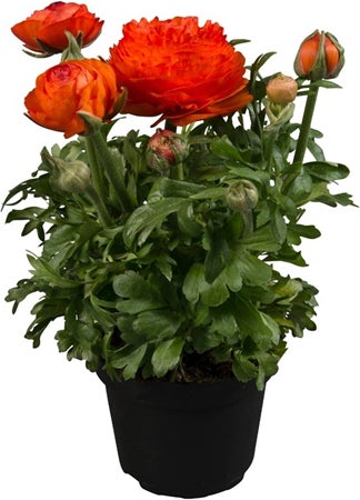 Ranonkel (Ranunculus 'Orange') D 13 H 20 cm