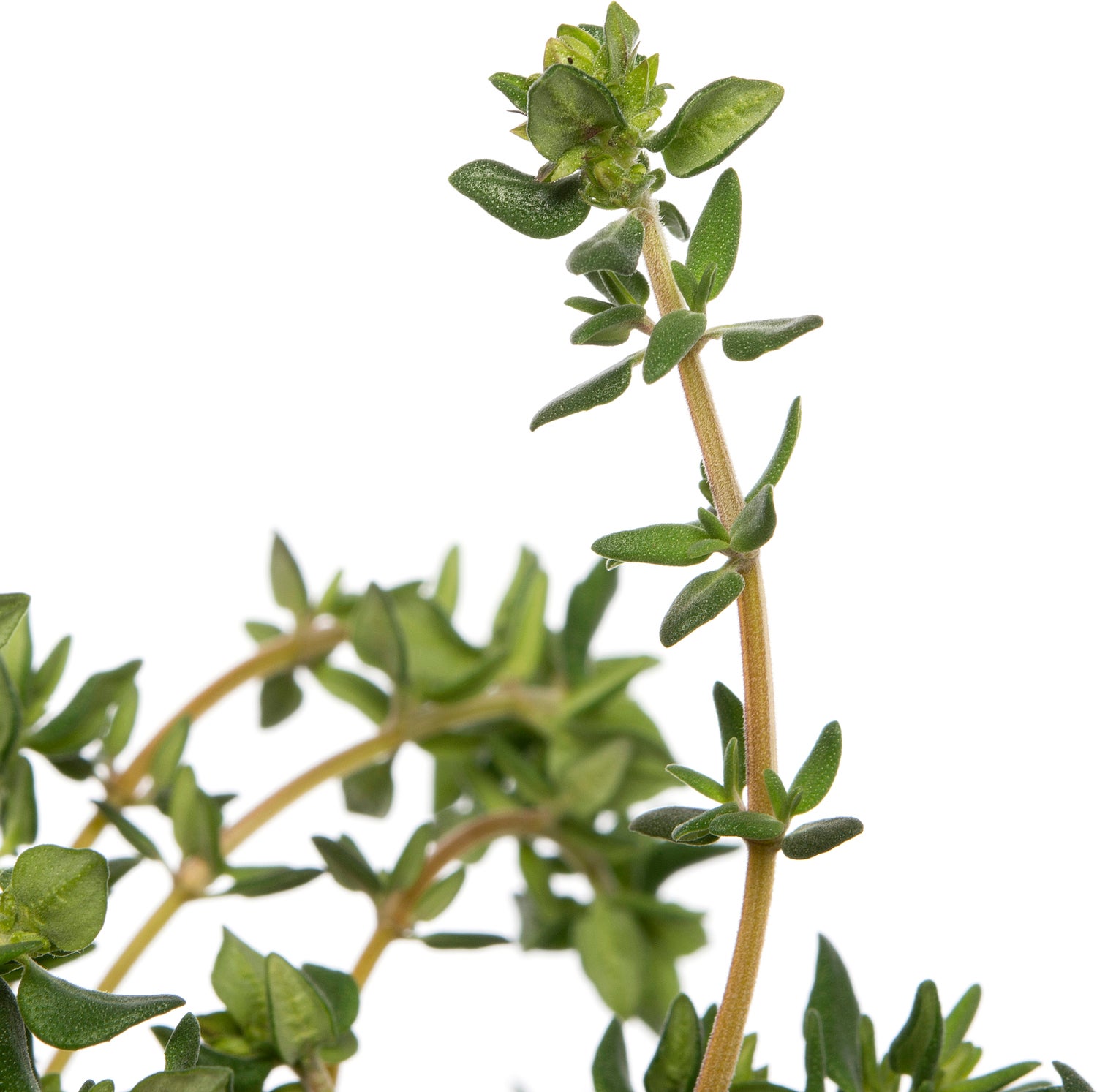 Biologische sinasappeltijm (Thymus vulgare 'Orange') D 13 H 10 cm