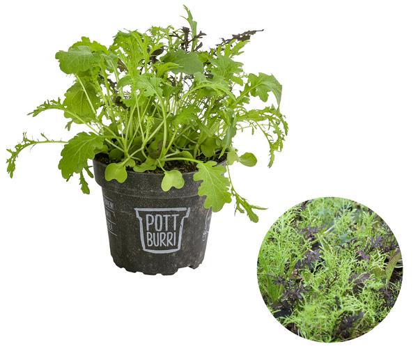 Bio Asia Wildkräuter im Pottburri®-Topf