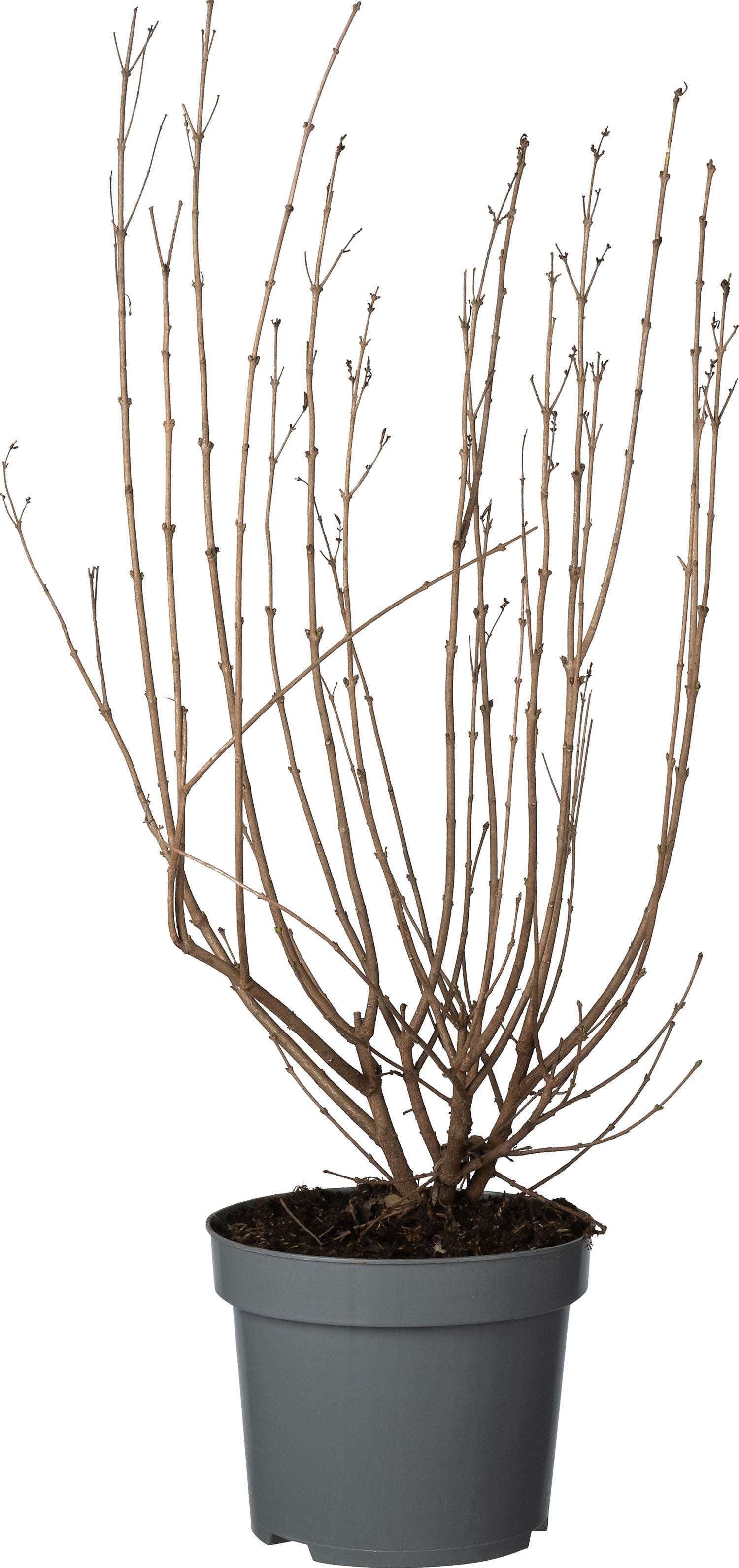 Sering (Syringa blooming) D 22 H 50 cm