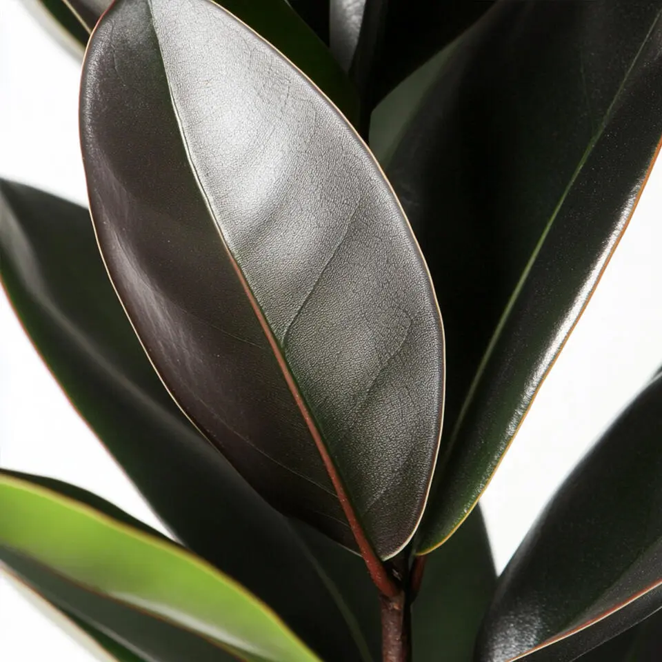 Rubberplant - Ficus Elastica 'Abidjan' - Hoogte 75-100cm - ⌀24cm