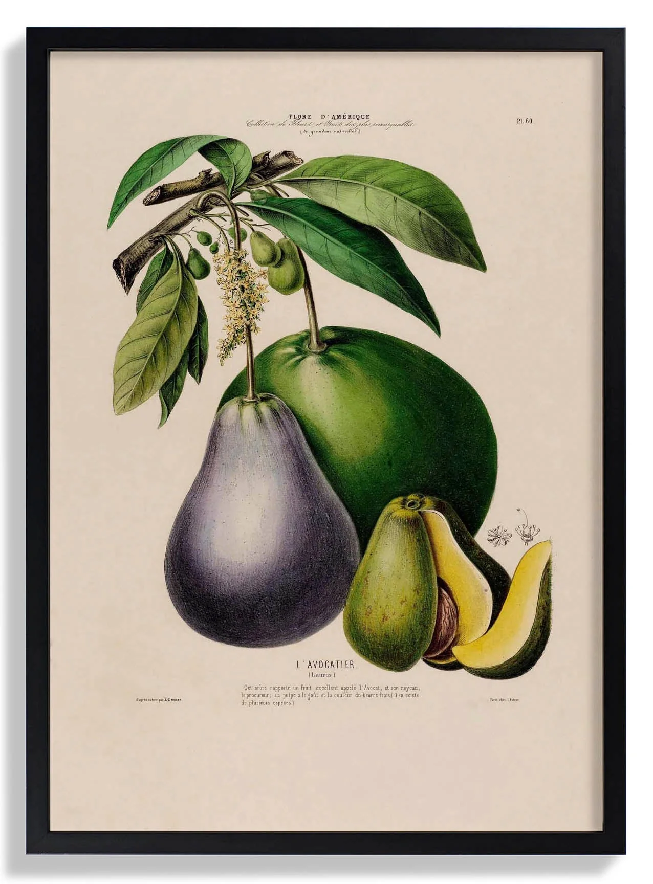 L'Avocatier
