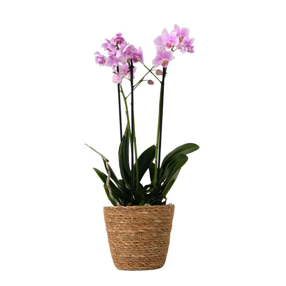 Vlinderorchidee - Phalaenopsis Multiflora met mand - Hoogte 35-45cm - ⌀12cm