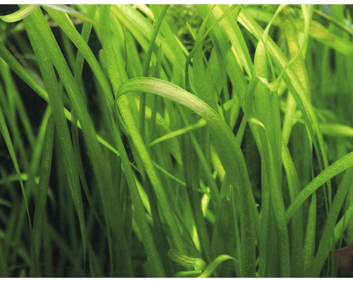 Gladbladige Vallisneria - Vallisneria spiralis