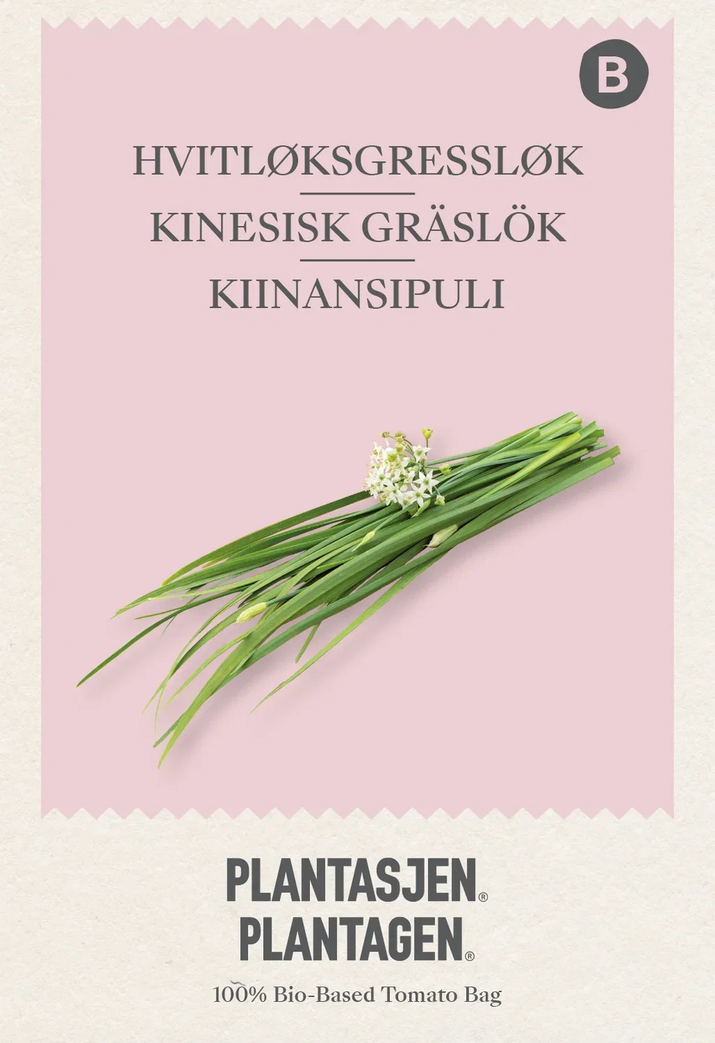 Allium tuberosum Hvitløksgressløk