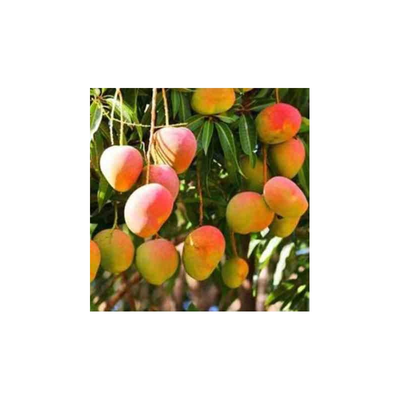 Manguier mangifera indica var. Sensacion taille pot de 7 litres ? 80/100 cm - jaune