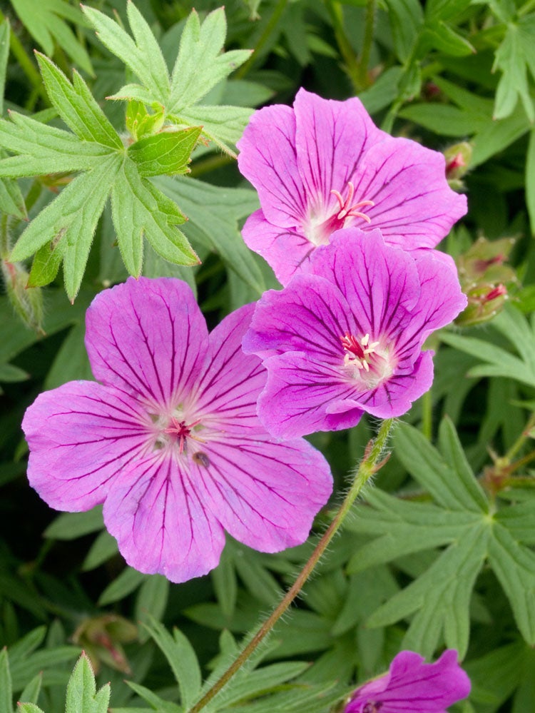 Ooievaarsbek (Geranium 'Tiny Monster') D 11 H 10 cm