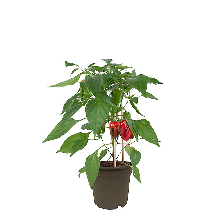 Poivron pick & joy, pot 14 cm