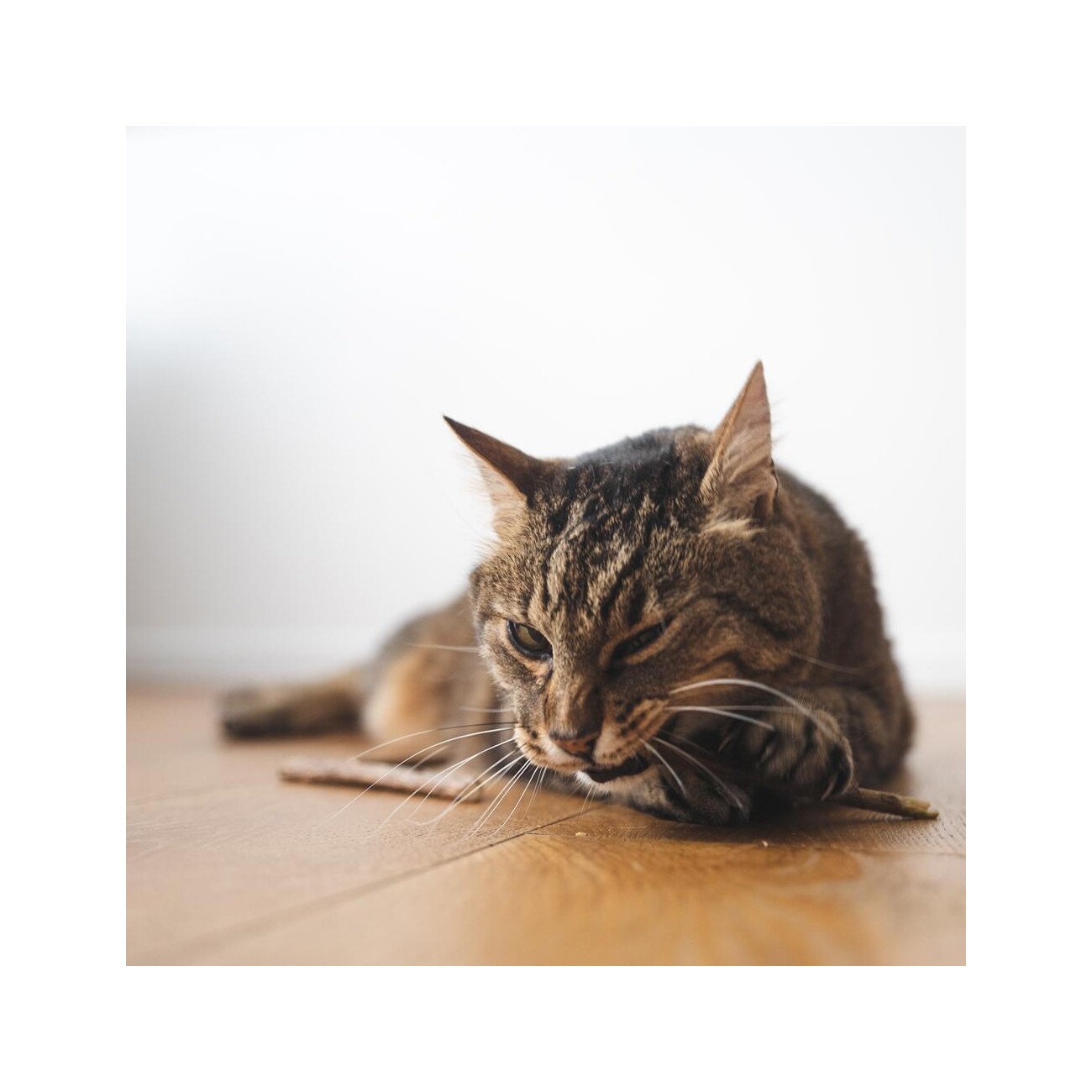 LucyBalu MATATABI STICKS natürliche Katzen Zahnpflege