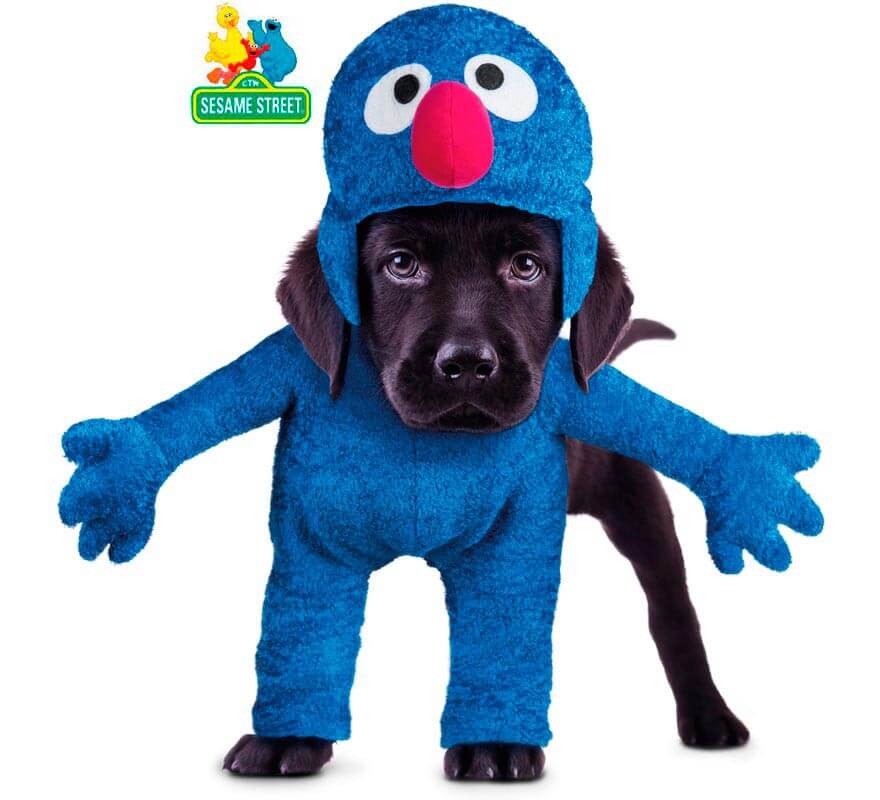 Fantasia de Coco para cães