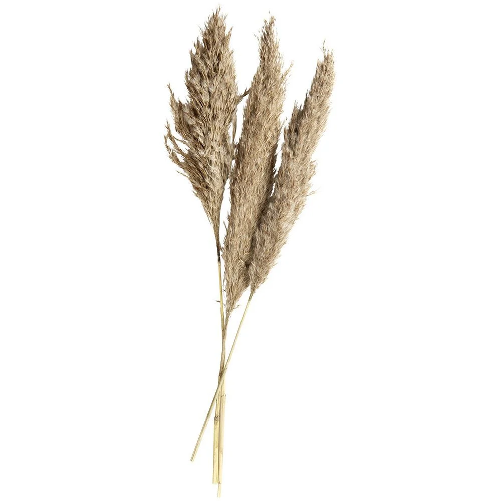 Herbe de pampa séchée naturelle 3 tiges H80cm