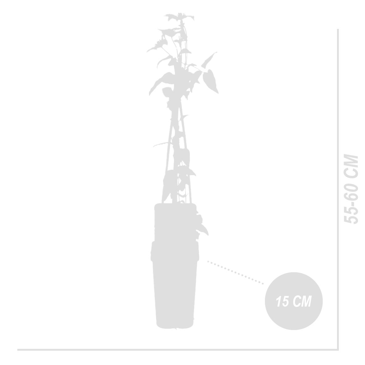 Bloomique – Clematis Hagley Hybride – Clematis – Roze – Klimplanten – Tuinplanten – Winterhard – Potmaat 15 cm – Hoogte 70–80 cm