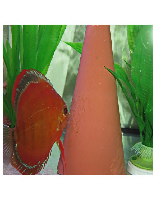 Jbl Kuitschietkegel - Aquarium Toebehoren - 1 stuk