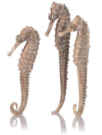 BiOrb Zeepaardjes Naturel - Set van 3