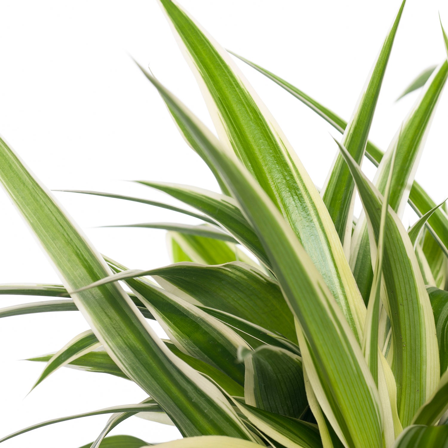 Graslelie (Chlorophytum comosum 'Ocean') D 12 H 15 cm