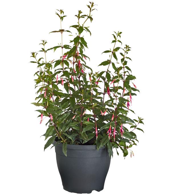 Winterharte Fuchsie, verschiedene Sorten