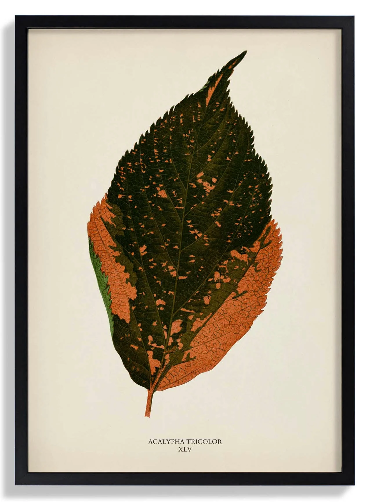 Acalypha Tricolor