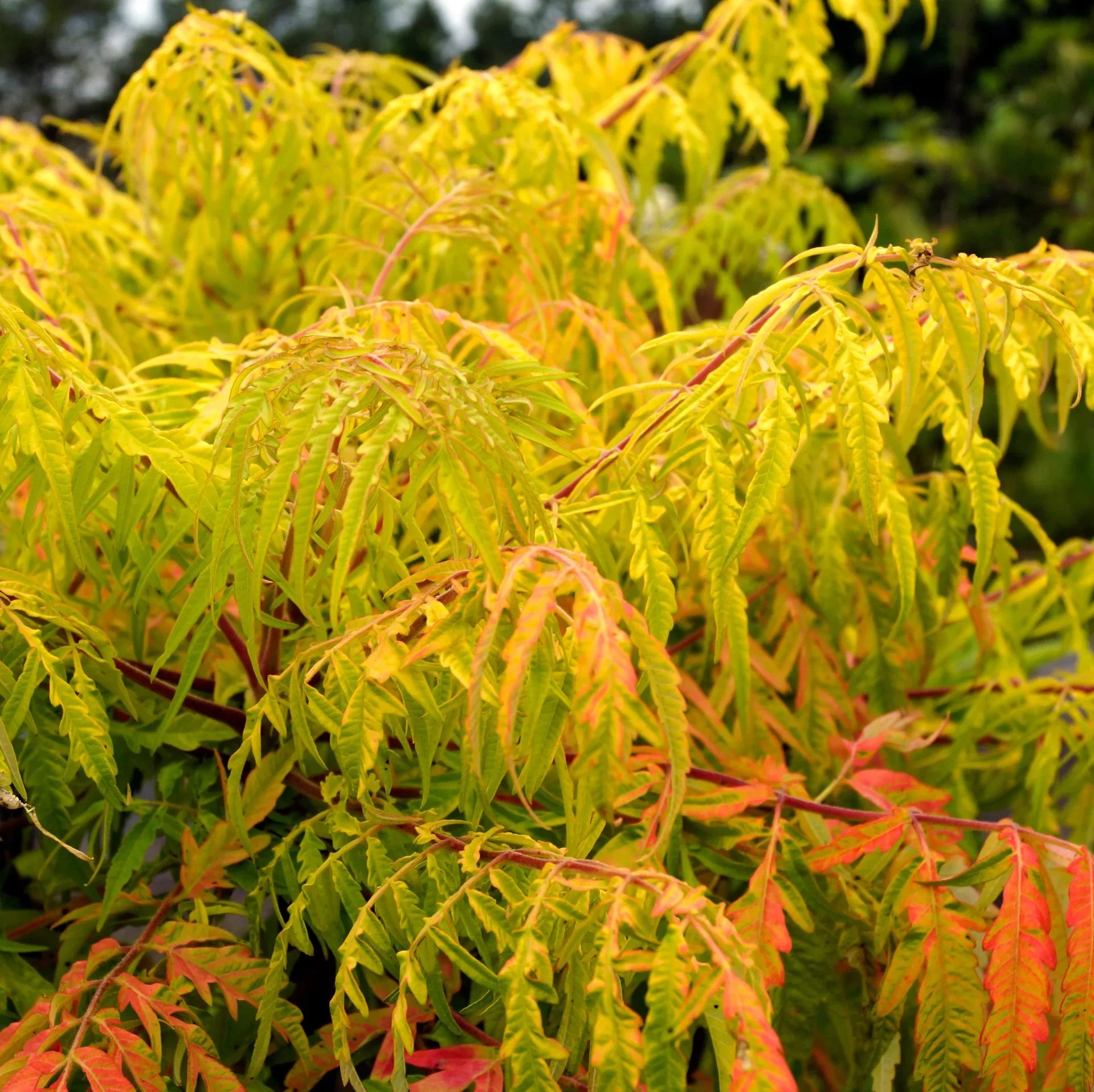Rhus typhina TIGER EYES ('Bailtiger') Hjortesumak TIGER EYES Ø19 cm