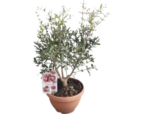 Granaatappel, granaatappelboom FloraSelf Punica granatum Ø 25 cm schaal